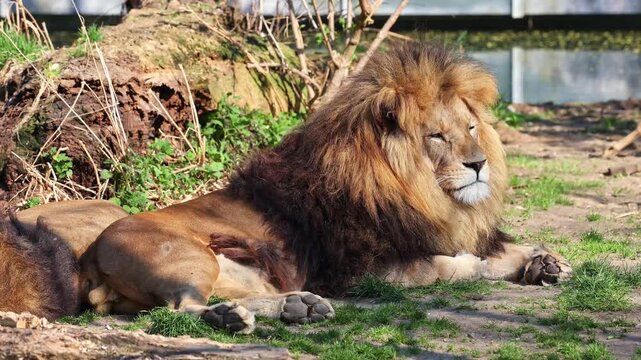 The lion, Panthera leo is one of the four big cats in the genus Panthera and a member of the family Felidae.
