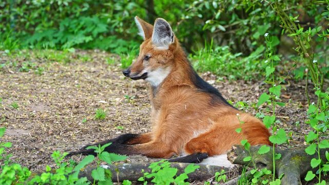 The Maned Wolf, Chrysocyon brachyurus is the largest canid of South America