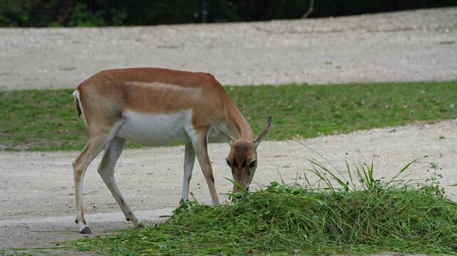 The Indian Blackbuck, Antelope cervicapra or Indian antelope inhabits grassy plains and slightly forested areas. Fast animals, the blackbuck can run at as high as 80 kilometers per hours.