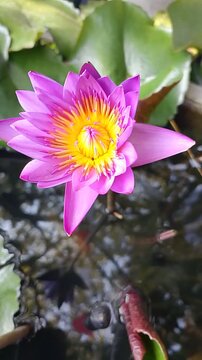 pink water lotus