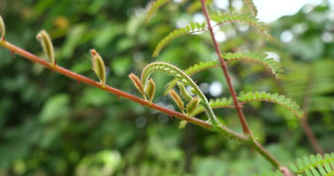 (Caesalpinia mimosoides Lam.) The shoots of Caesalpinia mimosoides Lam. in organic gardens, medicinal plants, and herbal gardening concepts.