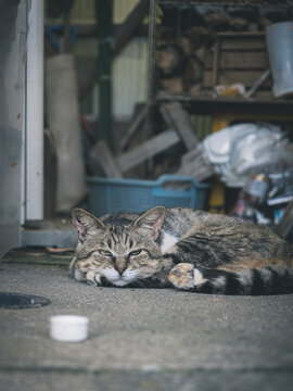 眠そうな野良猫