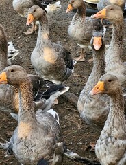 High angle shot of a flock of grey farm geese with orange beaks standing outdoors on dirt ground. © Baa