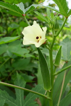 (Abelmoschus esculentus) Abelmoschus esculentus is growing on a plant in an organic garden, a herb garden.