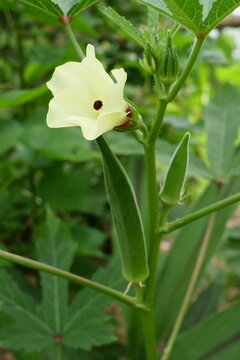 (Abelmoschus esculentus) Abelmoschus esculentus is growing on a plant in an organic garden, a herb garden.