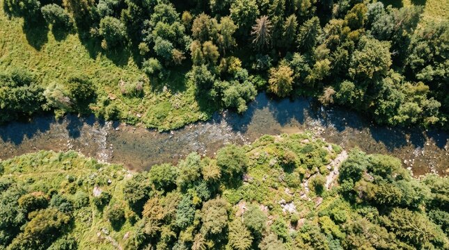 Aerial Top Down View of a Clear River Flowing Through Dense Green Forest in Summer Sunlight