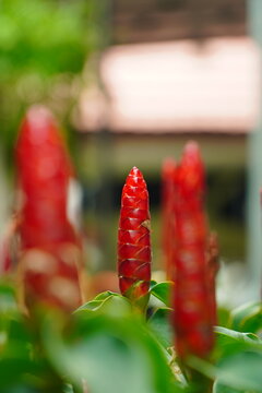 This captivating close-up photograph features a striking red Costus igneus, commonly known as the fiery costus or insulin plant, standing sharply in focus amidst a lush green background. The central i