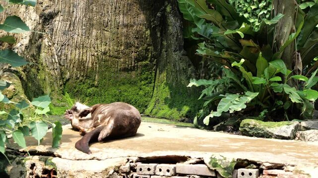 Smooth-coated otter chilling or playing on a stone ledge in a wildlife park.