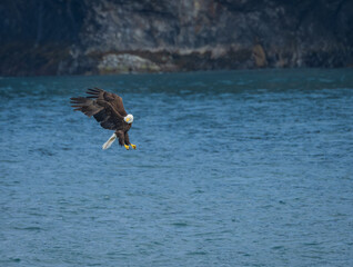 Naklejka premium Bald Eagle Flying Low Over Ocean Water in Kenai Fjords National Park Alaska