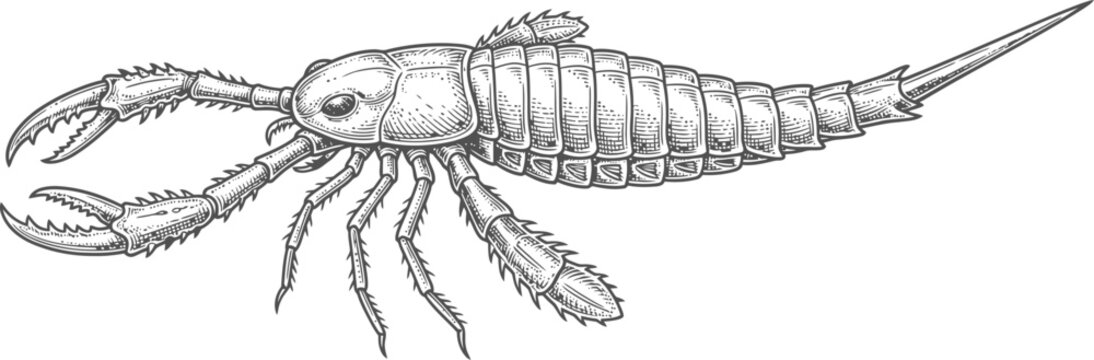 Eurypterid sea scorpion prehistoric creature isolated on a solid transparent background