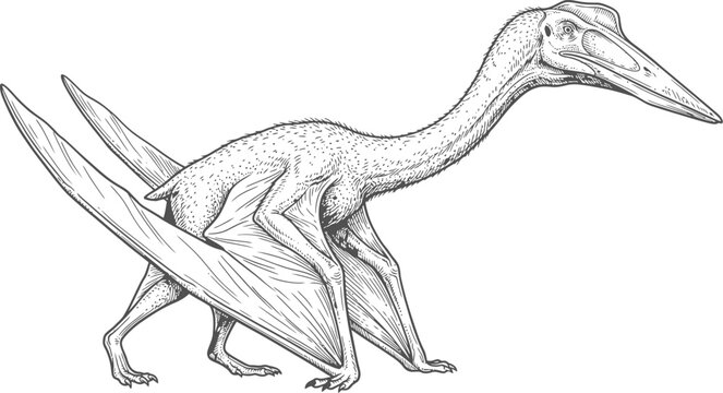 Giant pterosaur quetzalcoatlus walking on four limbs on transparent background