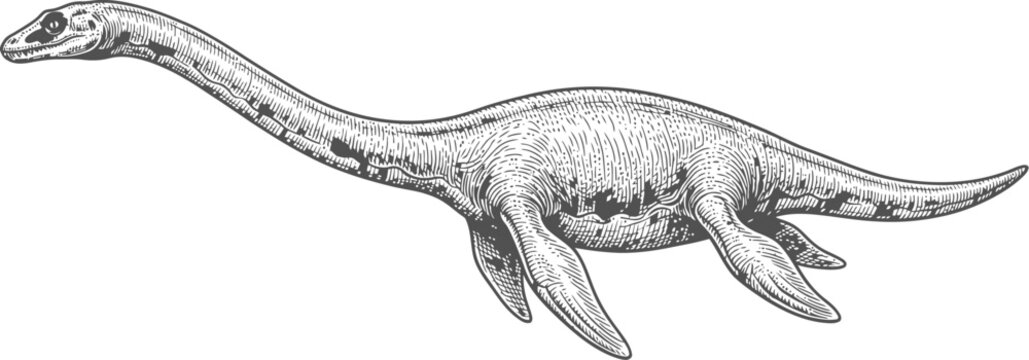 Plesiosaur marine reptile swimming in profile view isolated on transparent background
