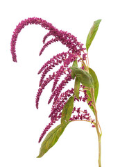 Purple amaranth flower stem on a white background. © ANASTASIIA