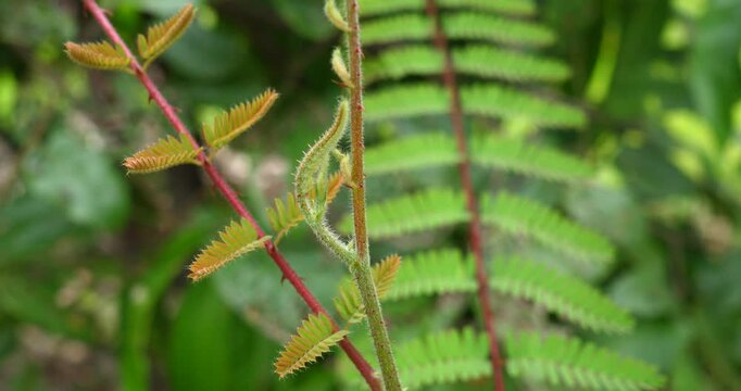 (Caesalpinia mimosoides Lam.) The shoots of Caesalpinia mimosoides Lam. in organic gardens, medicinal plants, and herbal gardening concepts.