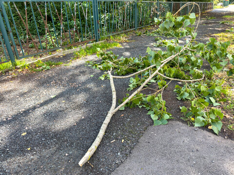 Broken Tree Branch on a City Footpath After a Storm &ndash; Storm Damage and Urban Safety Hazard