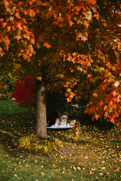 Woman with dogs relaxing under an autumn tree