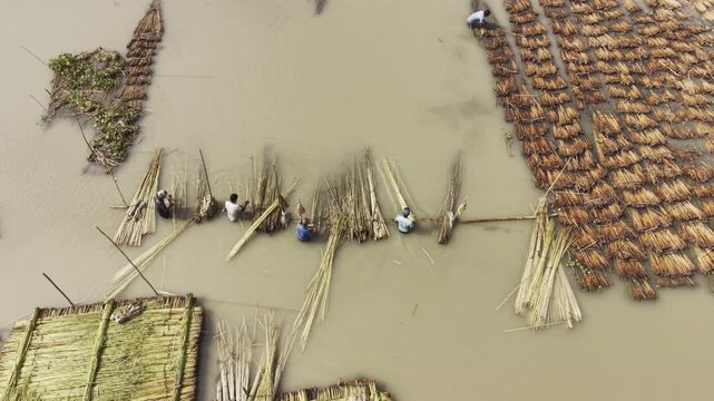 Top-down drone view of agricultural workers retting harvested jute in water in rural Bangladesh, showing numerous jute bundles and traditional processing for natural fiber production.