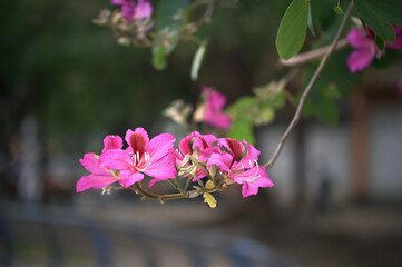 Obraz premium A cluster of pink Bauhinia blakeana blossoms opens on a branch, blurred park trail and dense foliage receding behind, Zhonghe No. 4 Park, New Taipei.