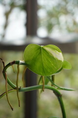 This close-up shot captures a vibrant green plant, likely a species of pothos or philodendron, featuring a distinct heart-shaped leaf with a striking patch of white variegation along its upper edge. T © septian