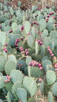 Figues de Barbarie sur un cactus	