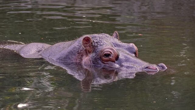 hippo relaxing in the water only showing its eyes