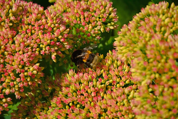 Trzmiel na kwiatach rozchodnika, trzmiel (Bombus) na rozchodniku, rozchodnik okazały, rozchodnikowiec, Hylotelephium spectabile syn. Sedum spectabile, showy stonecrop, Bumblebee on stonecrop flowers, © kateej