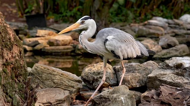 grey heron walking on rocky ground