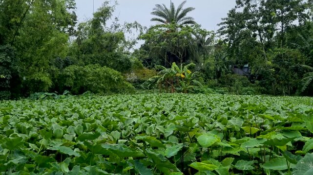 Lush green taro plant field with dense tropical trees and rural village background