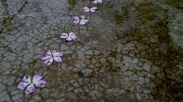Line of pink and white flowers arranged sequentially on cracked concrete ground flower row sequence