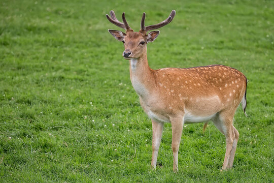 Fallow deer in a clearing