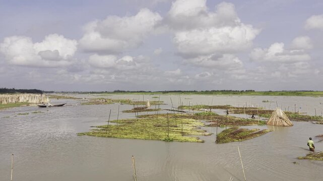 Forward aerial flight over traditional jute retting in the Padma River, Bangladesh, showing soaked jute bundles, separated jute sticks, muddy water, boats, river char and a cloudy blue sky.