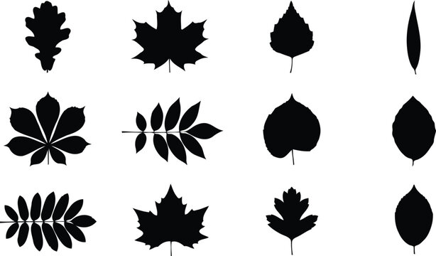 Set of black tree leaf silhouettes for nature design