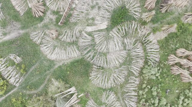 Rising circular drone flight reveals large quantities of jute fiber drying in rural Bangladesh, with distinctive circular arrangements, bundled jute, green vegetation and agricultural surroundings.