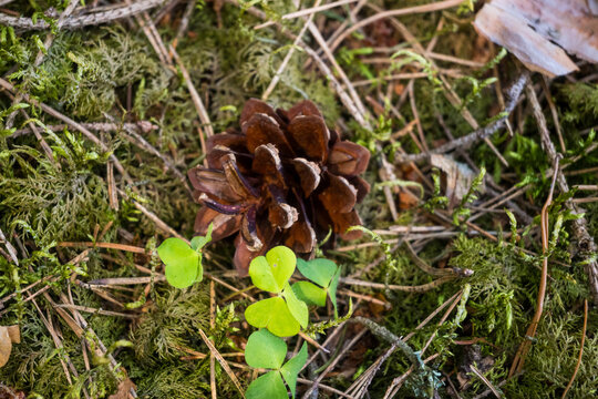 Horizontal close-up of an open pine cone resting on green moss with wood sorrel leaves and dry needles. Great for woodland textures, nature macro art, and forest floor background designs.