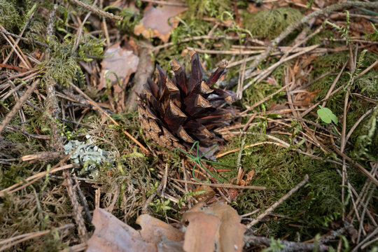 Horizontal macro of a dark open pine cone on forest floor moss surrounded by dry needles and green leaves. Great for rustic nature backgrounds, woodland textures, and ecological macro art.