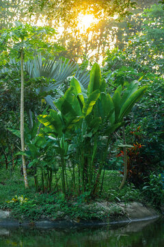 Lush jungle vegetation at sunrise in khao sok national park, thailand