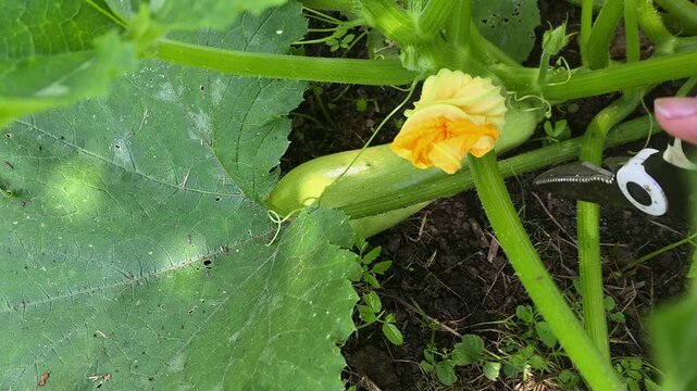 A hand with scissors harvests a crop of fresh zucchini