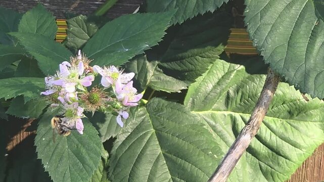 Flowers blooming in a garden with a bee collecting nectar in the afternoon