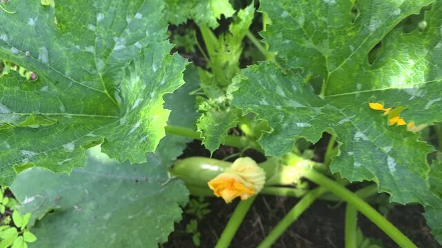 Harvesting zucchini from the garden during the summer in a home backyard