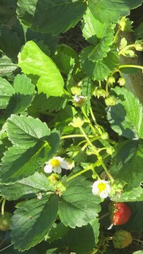 Strawberry plants grow in a garden on a sunny day