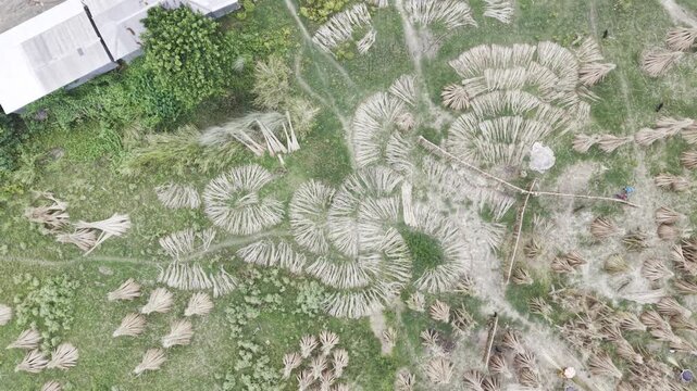 Drone footage rises while orbiting above a rural jute drying area in Bangladesh, revealing processed jute fiber, bundled jute, distinctive circular patterns, green vegetation and farmland.