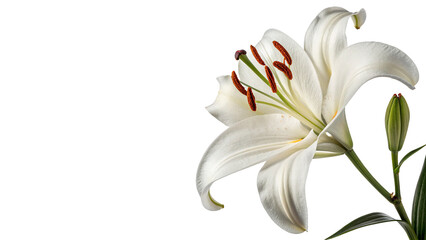 Fototapeta premium A delicate white lily flower with green stem isolated on transparent background.