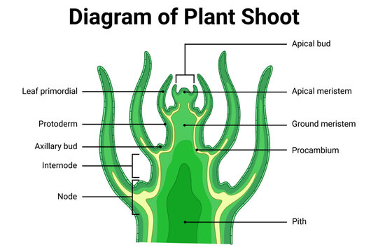 Diagram of plant shoot anatomy showing apical bud, apical meristem, leaf primordia, protoderm, axillary bud, internode, node, ground meristem, procambium, and pith