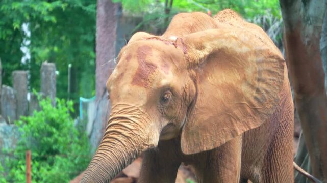 Amazing of asian elephants
