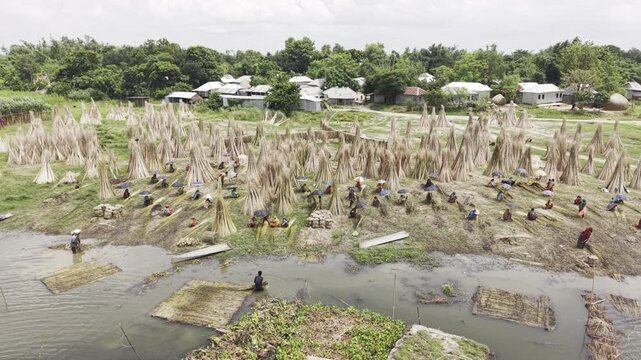 Aerial drone view of extensive harvested jute bundles drying beside the Padma River in Bangladesh, showing boats, green farmland, rural homes, waterways and a partly cloudy blue sky.