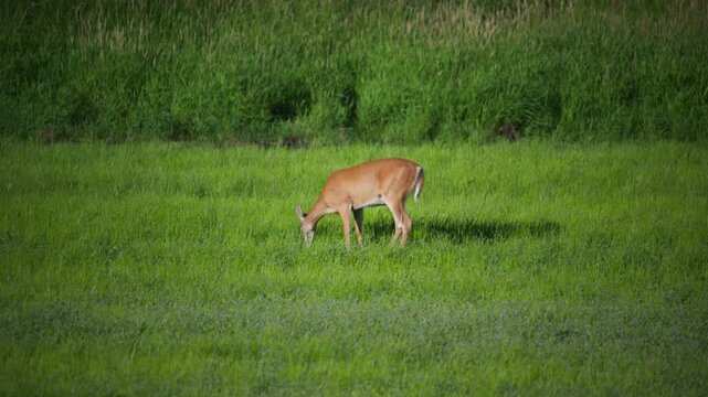 Black-tailed deer grazing peacefully in a bright meadow at Ridgefield Refuge