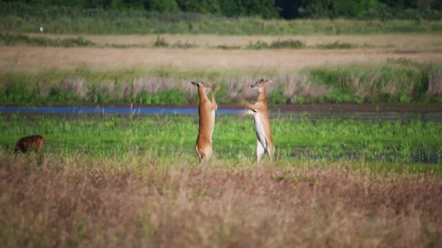 Black-tailed deer sparring upright in an open meadow at Ridgefield National Wildlife Refuge, arms and hooves flail