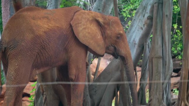 Amazing of asian elephants