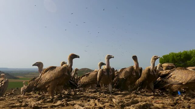 Griffon vultures eating on the ground in Spain as others swoop down and land around the feeding site. Dynamic close-up stock footage of scavenger bird flocking and wildlife conservation feeding.