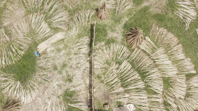 Aerial footage of processed jute fiber drying in Bangladesh, arranged in distinctive circular patterns across a rural drying area with bundled jute, green vegetation and traditional agriculture.